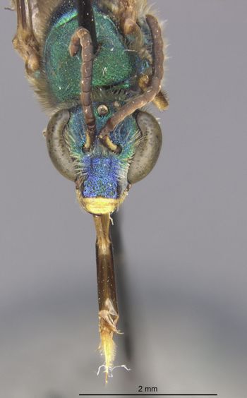 Media type: image;   Entomology 32584 Aspect: head frontal view